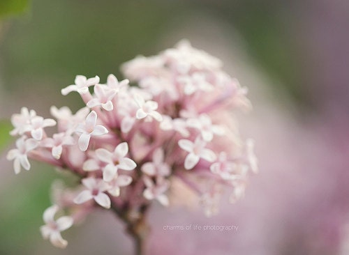 Lovely Lilac 8x10 Print
