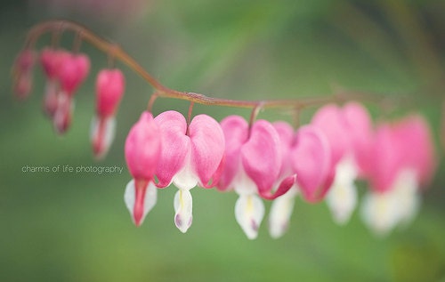 Bleeding Hearts 8x10 Print