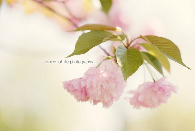 Bubble Gum Spring 8x10 Print