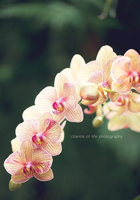 Cascading Orchids 8x10 Print