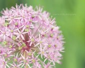 Floral Explosion 8x10 Print