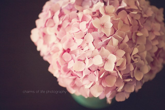 Blushing Blooms III 8x10 Print