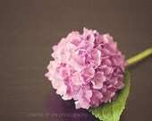Tickled Pink I 8x10 Print