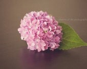 Tickled Pink III 8x10 Print