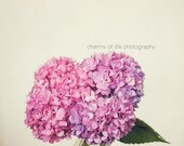 Blush and Bashful 8x10 Print