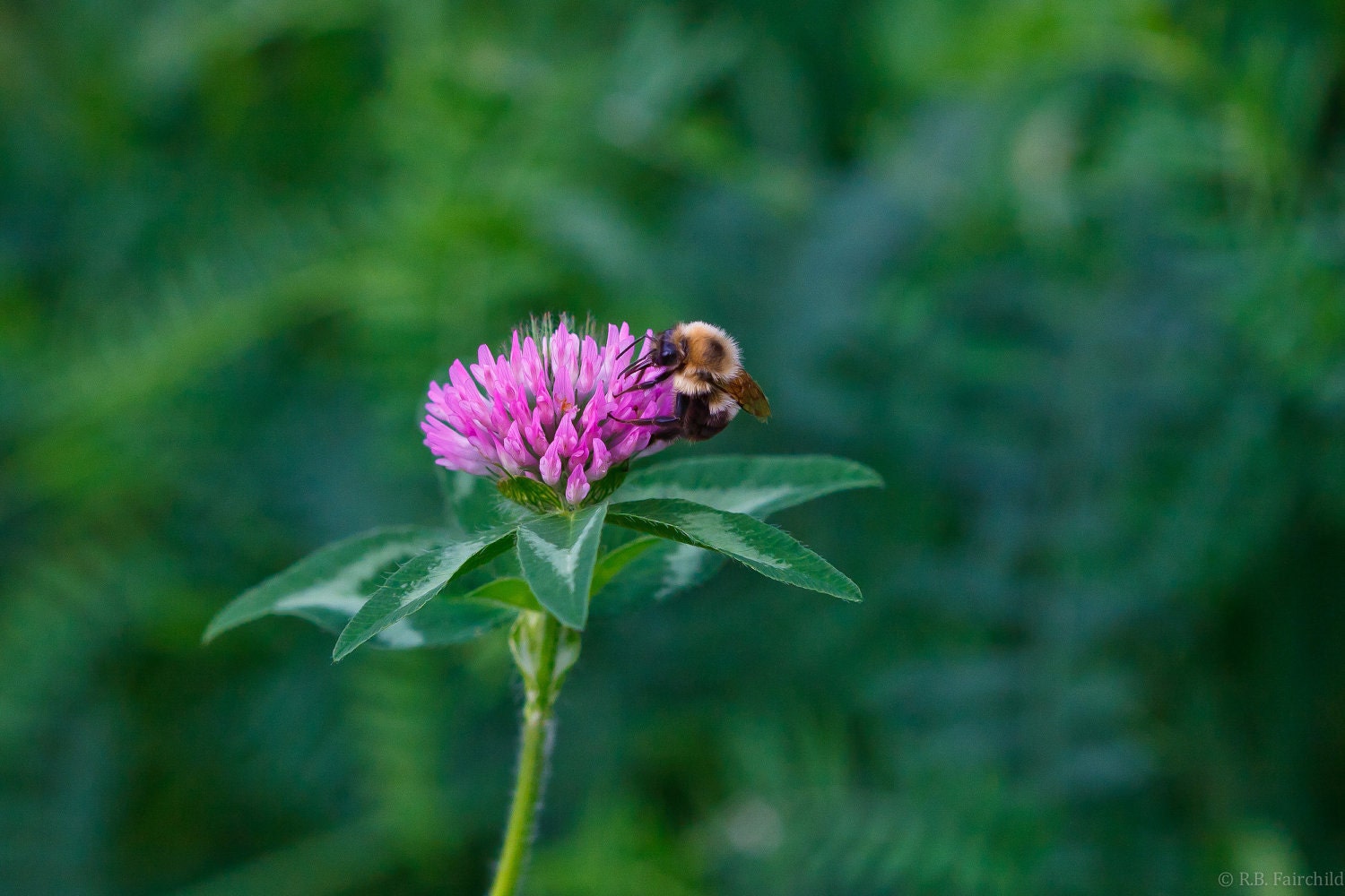 Bee on Clover Porn