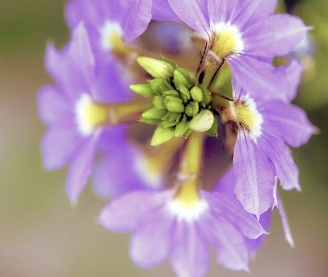 Scaveola Flower Photograph - Fine Art Macro - 8 x 8 - Spring Summer - Nature Photos - Flowers Floral Art - Botanical Images - Home Decor