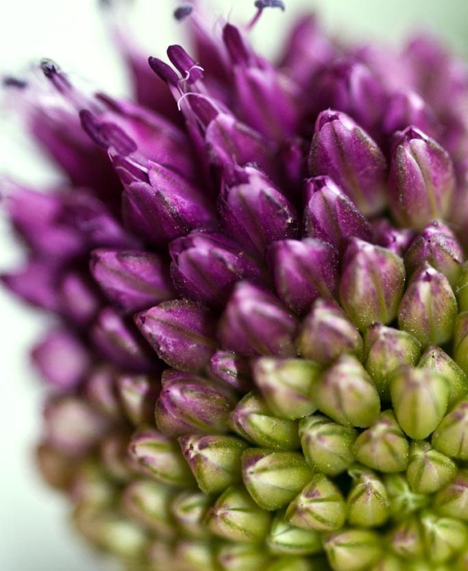 Allium - Fine Art Metallic Macro Photograph 8 x 10