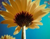 Sunflower Macro Photograph - Fine Art Print - 8 x 10 - Metallic Photo - Nature - Outdoors - Home Decor - Botanical - Flowers - Floral