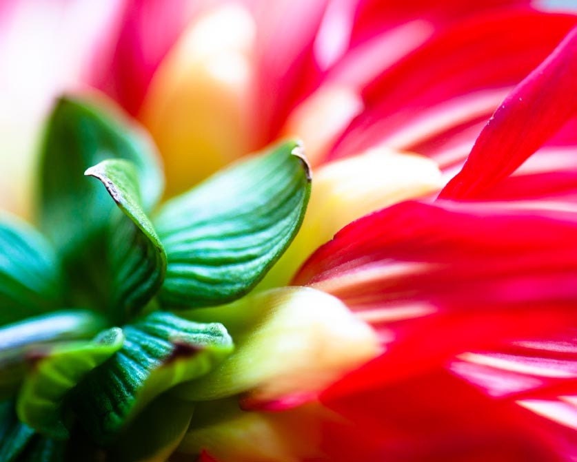 Dahlia - Fine Art Metallic Macro Photograph 8 x 10