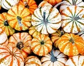 Pumpkin Photograph Fine Art Nature Macro 8 x 8 Print Halloween Harvest Fall Autumn Outdoors Culinary Squash Food Kitchen