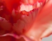 Pink Carnation Macro Flower Photograph Fine Art Print 8 x 10 Feminine Romantic Cottage Chic Shabby Botanical Floral Photos Nature Home Decor