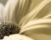 Sepia Photograph - Daisy - Flower Photography - Fine Art Print - 5 x 7 - Macro Photograph - Home Decor - Wall Art - Botanical Print