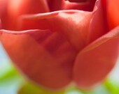 Salmon Rose Photograph - Fine Art Print - 8 x 10 - Botanical Images - Nature Photo - Macro Photos - Romantic - Feminine - Flowers - Spring