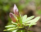 Pink Flower Bud Photo Macro Photography Metallic Print Fine Art 5 x 7 Renewal Birth Spring Summer Botanical Nature Feminine Sweet Pastels