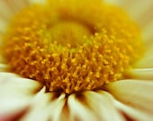 Daisy Photograph Macro 8 x 10 Vintage Retro Style Wall Art Romantic Feminine Botanical Print Flower Floral Image Spring Summer Affordable