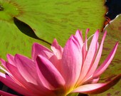 Lotus Blossom Water Lily Fine Art Macro Photographic Print  11 x 14 Botanical Floral Nature Home Decor Colorful Bright Vivid Dramatic