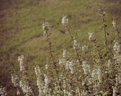 landscape Photography Nature Field of Flowers Fine Art Print 5 x 7 Vintage Retro Style Dreamy Ethereal Moody Botanical Outdoors
