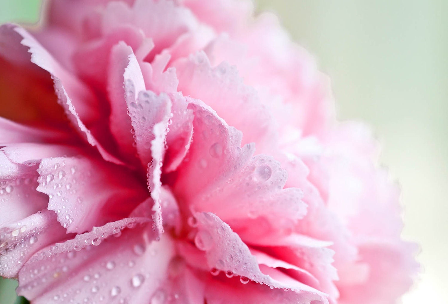 Baby Girl Nursery Photography Pink Carnation 5 x 7 Macro Photograph Sweet Girly Feminine Dewdrops Nature Botanical Flowers Floral
