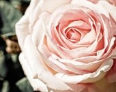 Delicate Pale Rose Fine Art Photographic Print 5 x 7 Spring Pastels Sweet Girly Nursery Home Decor Affordable Art Dreamy
