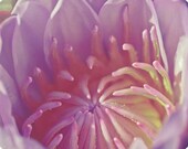 Lotus Blossom Macro Photographic Print 8 x 10 Nature Water Lily Botanical Art Extreme Close Up Spring Summer Colorful Sweet Affordable Art