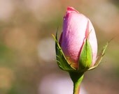 Easter Photography Pink Rose 8 x 10 Metallic Print Chic Boho Feminine Baby Girl Nusery Blooming Flower Spring Romantic Pictures