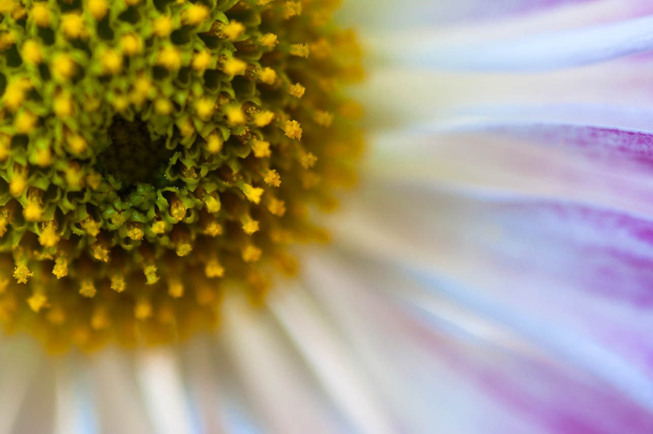 Extreme Close Up Daisy Macro Photographic Print 5 x 7 Nature Spring Summer Bold Beautiful Wall Art Botanical Images Chic Boho