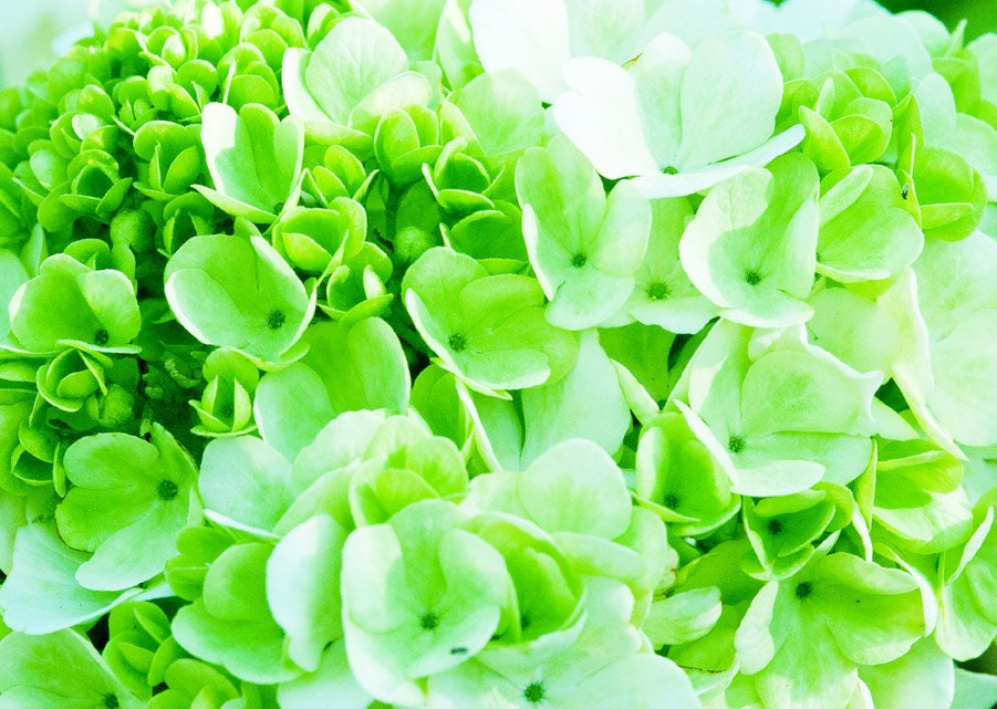 Green Hydrangea Floral Bouquet 11 x 14 Macro Photographic Metallic Print Nature Fine Art Sweet Flower Buds Monochrome Home Decor Spring