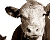 Brown Cow - 8x10 Fine Art Photograph - Rustic Brown and White Country Chic - Who Doesn't Just Love a Cow