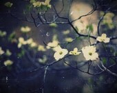 Prelude To Nostalgia: Scene One - 16x20 Fine Art Photography - Dreamy Romantic Dogwoods in Moody Blues and Greys