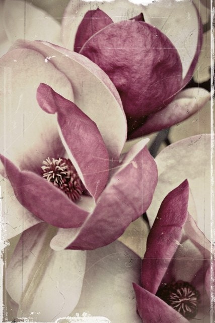 Plum Blushed Romantic - 8x10 Fine Art Photograph, Purple Shades of Blooming Flowers