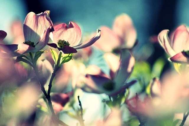 Reflections in Pink - Part One - 8x10 Fine Art Photography - Dreamy Pink Flowers Caught Up in Teal Lighting
