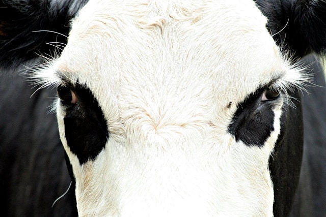 Reserved for Nicole - The Mask of Carlo Del Gado - 48x60 Fine Art Photography -The Mysterious Story of Cow & Fly