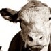 Brown Cow - 8x10 Fine Art Photograph - Rustic Brown and White Country Chic - Who Doesn't Just Love a Cow