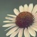 Anna Smiled - 8x8 Fine Art Photograph - Daisy Portrait Signifies An Independent Spirit