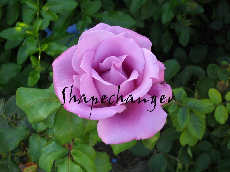 Purple Rose In Bloom-- 5 x 7 PRINT