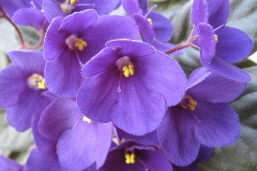 Violet Fragrance Oil 1 oz. Concentrated oil great for candles or soapmaking