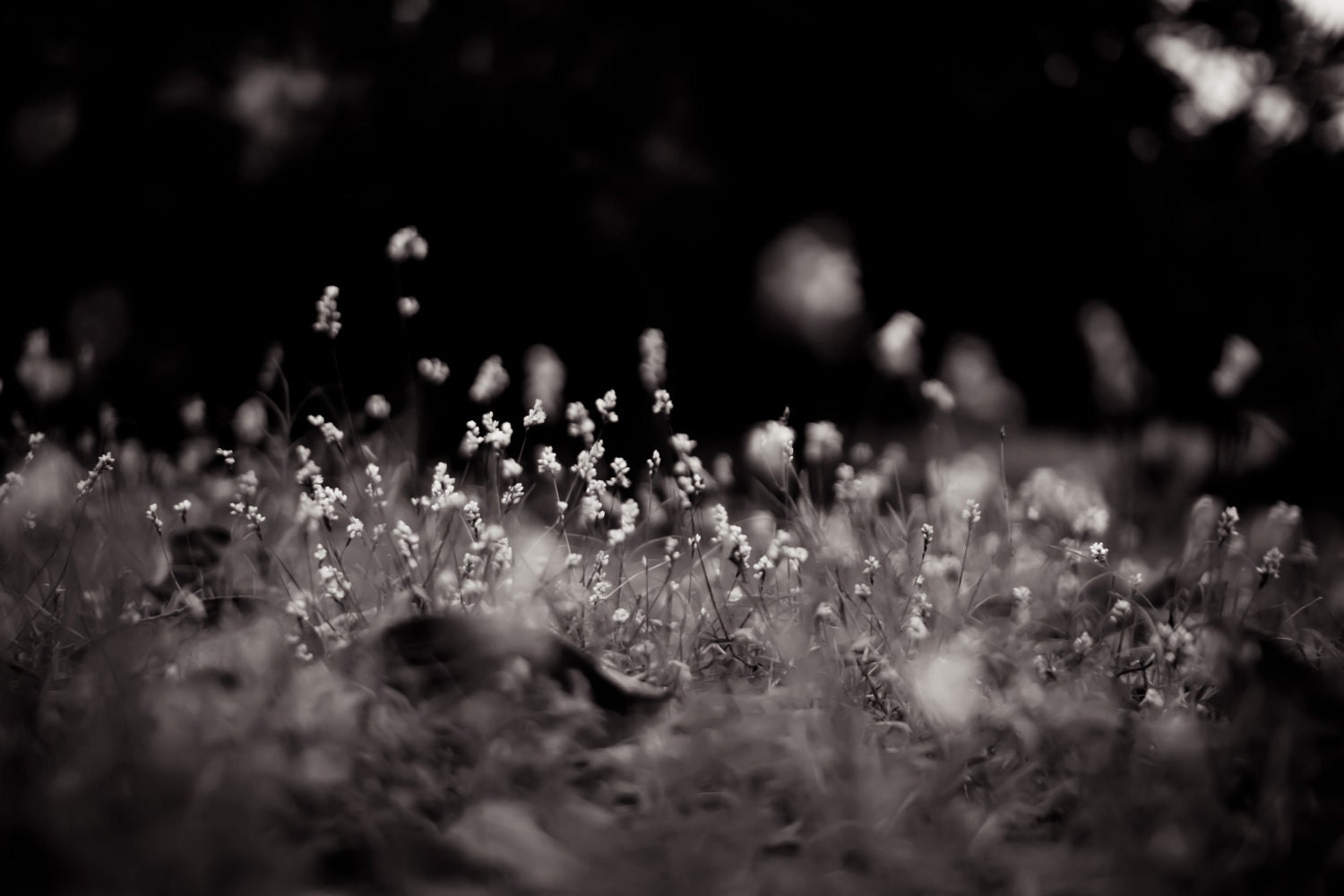 Nature Photograph - Flower Photograph - China Gardens : Changsha, China