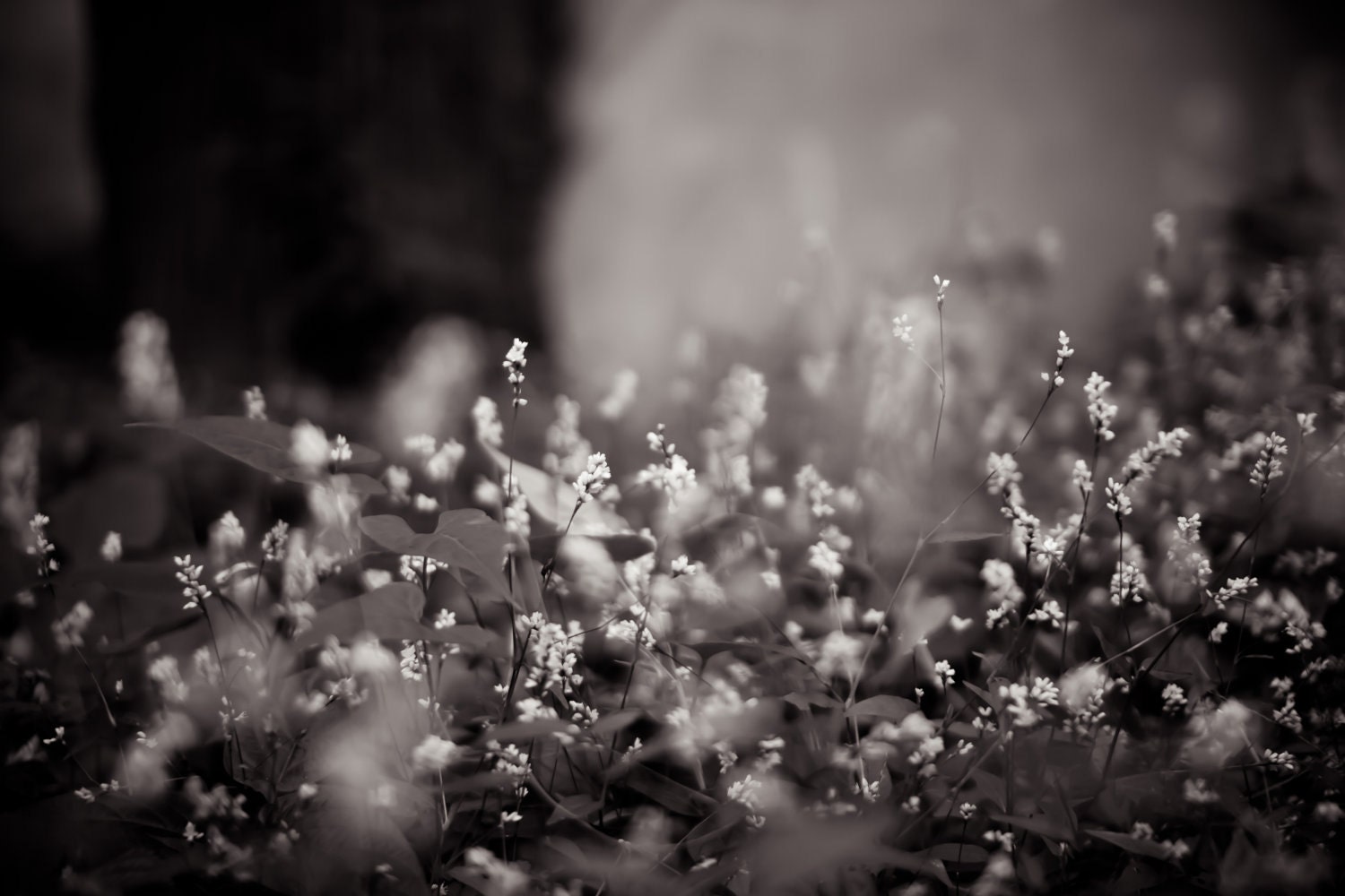 Nature Photograph -  White China Gardens : Changsha, China