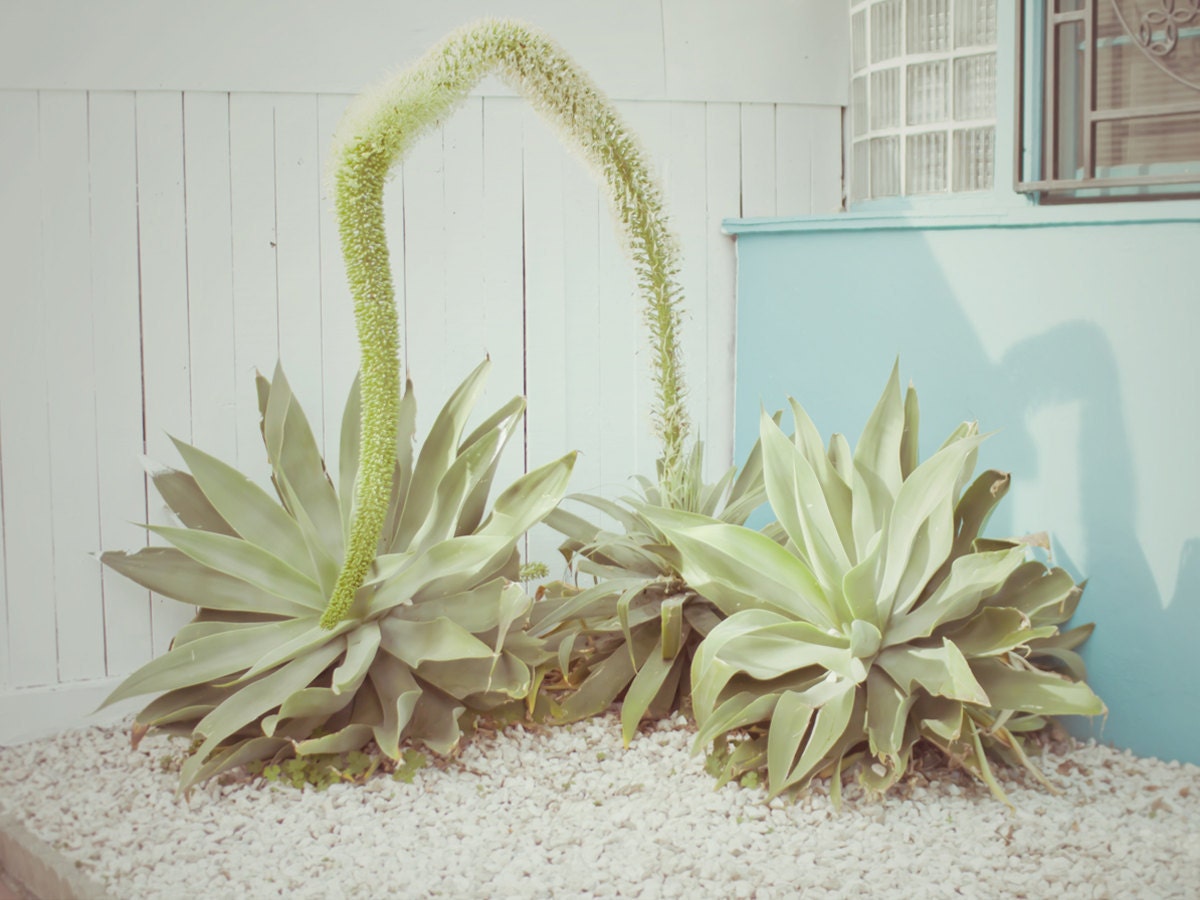 Nature Photography - Plant Photography - Silver Lake : Los Angeles 30"x40" /RESERVED/