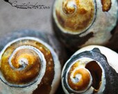 Sea Shells - 8x8 Fine Art Photograph