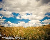 Wheat Field and Clouds - 8x10 Fine Art Photograph