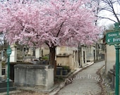 Photograph, Pere Lachaise Cemetery, Paris France   In Bloom