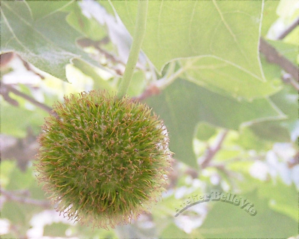 Fine Art Print  - 'Wisp' - 8x10 - California Nature Series