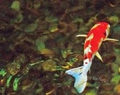 Solitary: Koi Watercolor 2 - Fine Art Photographic Print - 8x10