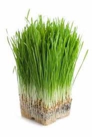 Papa Bob's Organic Wheat Grass Growing Kits - Two 6" kits