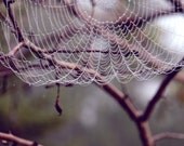 Original 8x10 Fine Art Photo Print - FREE SHIPPING Misty Web