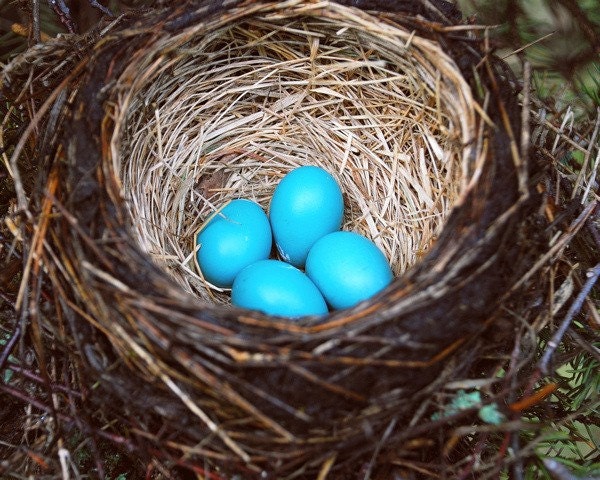 Robins Egg Blue -- Original 8x10 Photo Print - FREE SHIPPING