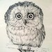 OWL - art PRINT - DRAWING by Besser - printed for Cunningham Art Products - 1971 Stapco - black and white