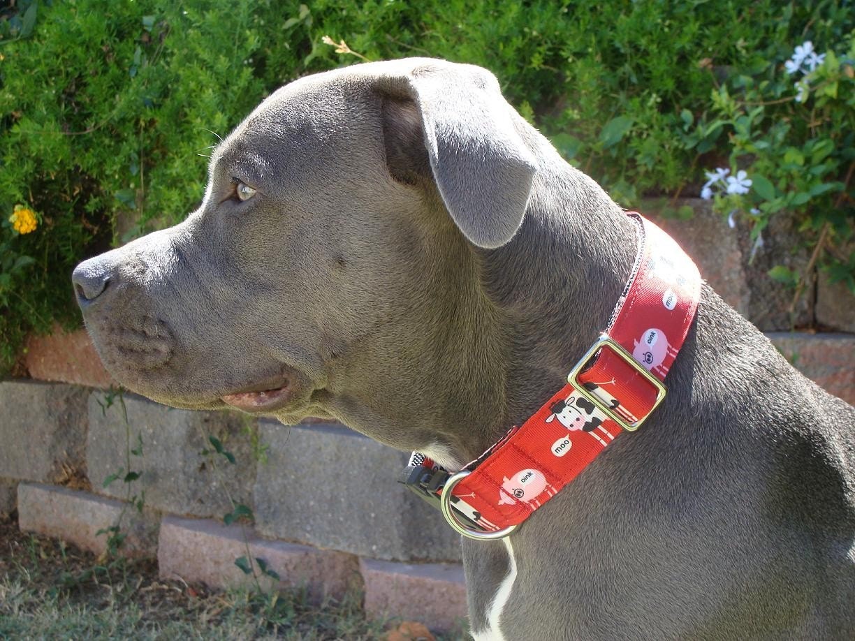 1.5" Dog Collar for Giant Breeds/ Choose Trim and Webbing Color